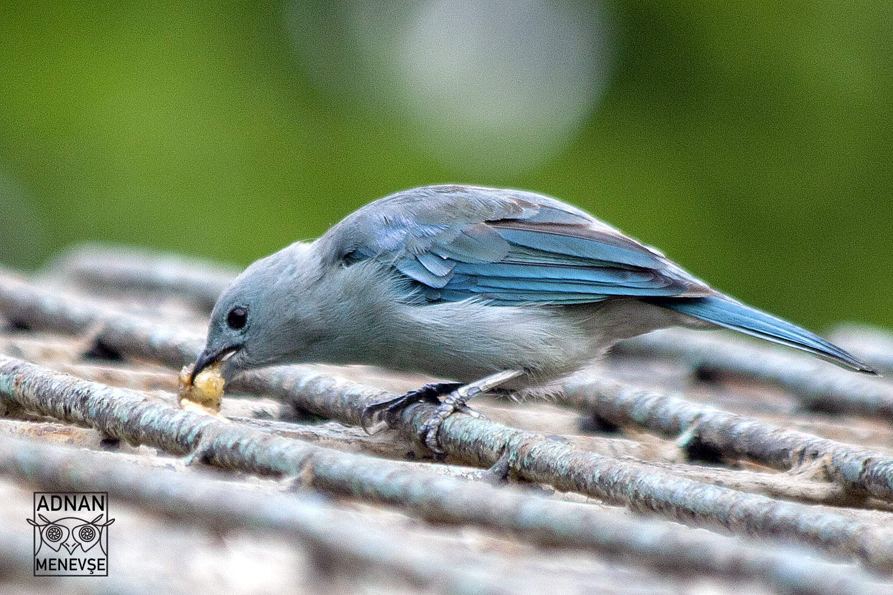 Blue-gray Tanager